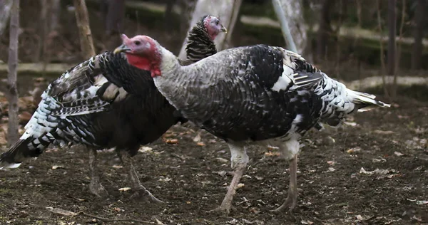 Turkey farm photo. Beautiful turkey in farm. Cinematic view photo of turkey. Shooted on Red camera.