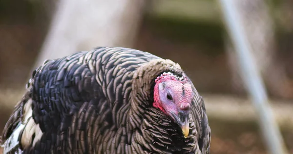 Turkey farm photo. Beautiful turkey in farm. Cinematic view photo of turkey. Shooted on Red camera.