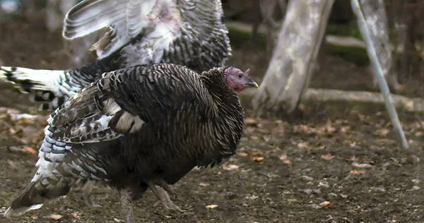 Turkey farm photo. Beautiful turkey in farm. Cinematic view photo of turkey. Shooted on Red camera.