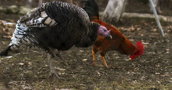 Bauernhof Der Türkei Schöne Truthahn Bauernhof Filmaufnahme Foto Der Türkei — Stockfoto