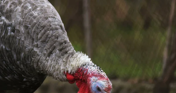 Bauernhof Der Türkei Schöne Truthahn Bauernhof Filmaufnahme Foto Der Türkei — Stockfoto