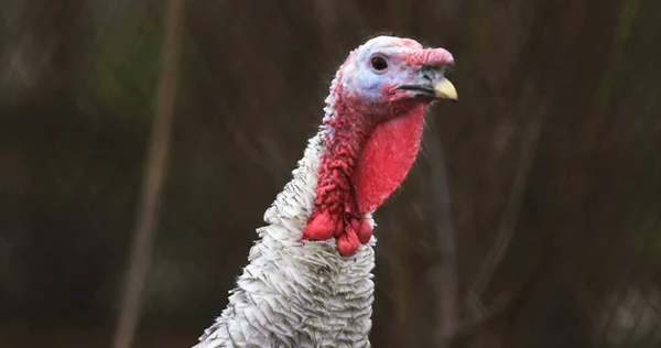 Granja Turquía Foto Hermoso Pavo Granja Foto Vista Cinematográfica Pavo — Foto de Stock