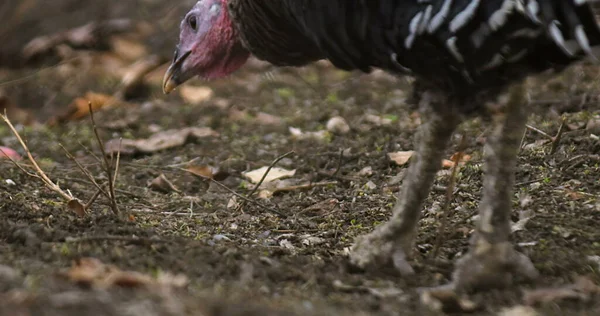 Granja Turquía Foto Hermoso Pavo Granja Foto Vista Cinematográfica Pavo — Foto de Stock