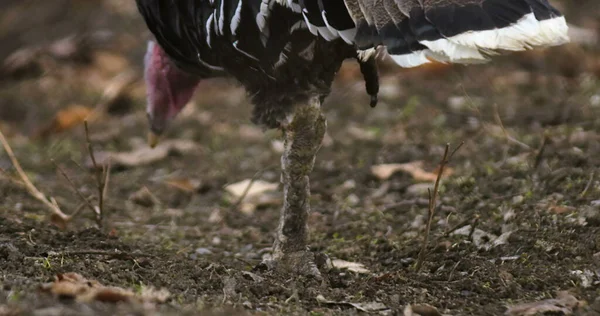 Granja Turquía Foto Hermoso Pavo Granja Foto Vista Cinematográfica Pavo — Foto de Stock