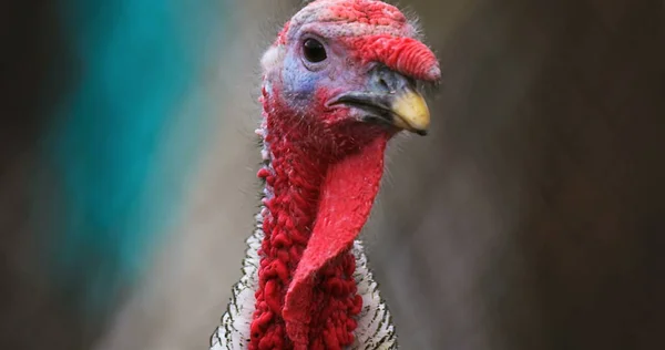 Turkey farm photo. Beautiful turkey in farm. Cinematic view photo of turkey. Shooted on Red camera.