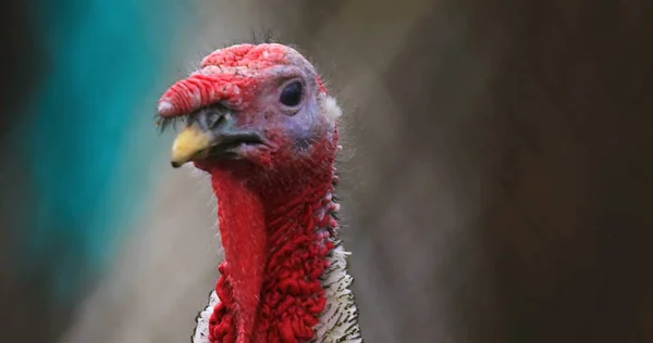 Turkey farm photo. Beautiful turkey in farm. Cinematic view photo of turkey. Shooted on Red camera.