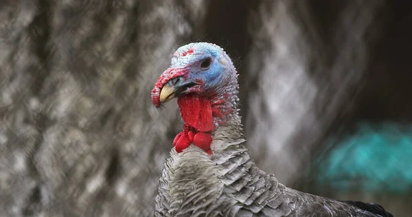 Granja Turquía Foto Hermoso Pavo Granja Foto Vista Cinematográfica Pavo — Foto de Stock