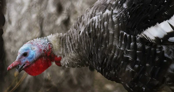 Granja Turquía Foto Hermoso Pavo Granja Foto Vista Cinematográfica Pavo — Foto de Stock