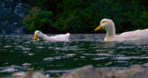 Beaux Canards Sauvages Nagent Dans Lac Photo Cinématographique Nature Tourner — Photo