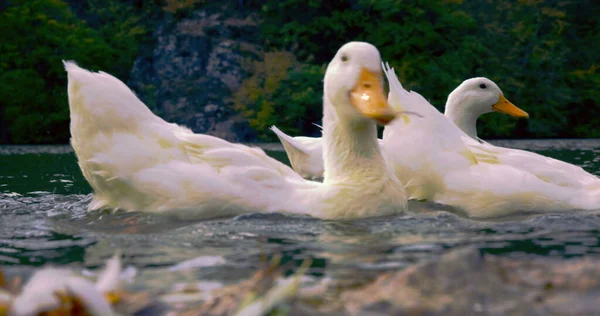Wilde Schöne Enten Schwimmen See Natur Cineastische Foto Shoot Red — Stockfoto