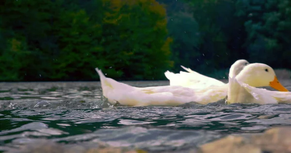 Wild beautiful Ducks are swimming in lake nature cinematic photo. Shoot in Red Epic Dragon camera.