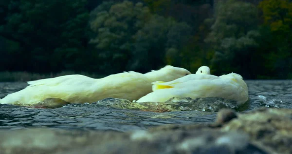 Дикі Красиві Качки Плавають Кінотеатрах Озера Зйомки Камери Червоного Епічного — стокове фото