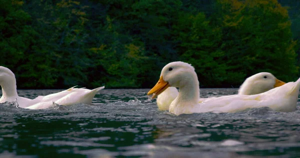 Wilde Schöne Enten Schwimmen See Natur Cineastische Foto Shoot Red — Stockfoto