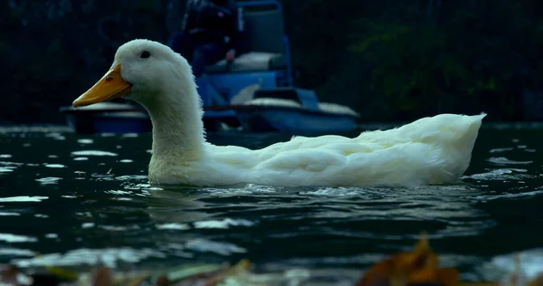 Wilde Schöne Enten Schwimmen See Natur Cineastische Foto Shoot Red — Stockfoto