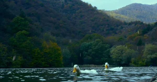 Patos Bonitos Selvagens Estão Nadando Natureza Lago Foto Cinematográfica Atire — Fotografia de Stock