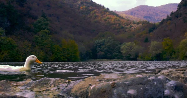 Vahşi Güzel Ördekler Göl Manzarasında Yüzüyorlar Red Epic Dragon Kamerasıyla — Stok fotoğraf