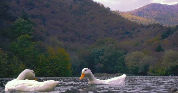 Divoké Krásné Kachny Jsou Plavání Jezeře Přírody Kinematografické Fotografie Shoot — Stock fotografie