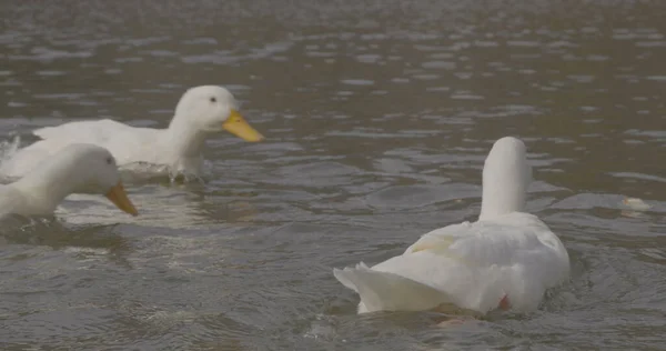 Wild beautiful Ducks are swimming in lake nature cinematic photo. Shoot in Red Epic Dragon camera.