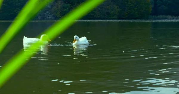 野生美丽的鸭子在湖水中游泳 用红龙相机拍摄 — 图库照片