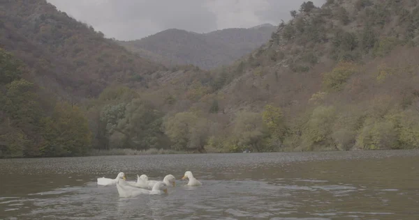 Patos Bonitos Selvagens Estão Nadando Natureza Lago Foto Cinematográfica Filmado — Fotografia de Stock