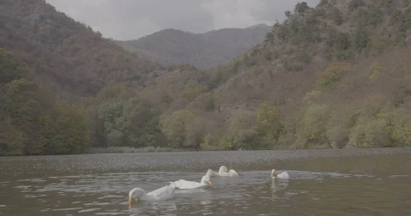 Dzikie Piękne Kaczki Pływają Jeziorze Natury Zdjęcie Kinowe Nakręcony Kamerze — Zdjęcie stockowe