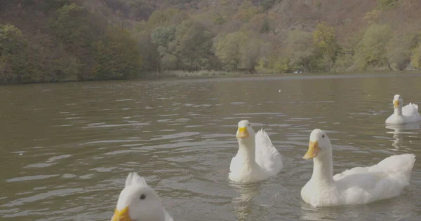 Wilde Schöne Enten Schwimmen See Natur Cineastische Foto Gedreht Der — Stockfoto