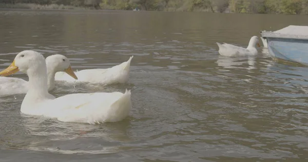 Patos Bonitos Selvagens Estão Nadando Natureza Lago Foto Cinematográfica Filmado — Fotografia de Stock