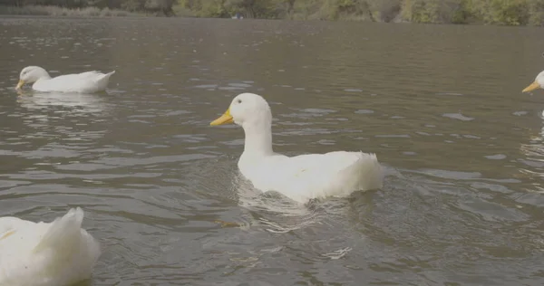 Beaux Canards Sauvages Nagent Dans Lac Photo Cinématographique Nature Tourné — Photo