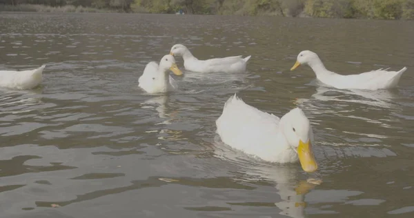 Wilde Schöne Enten Schwimmen See Natur Cineastische Foto Gedreht Der — Stockfoto