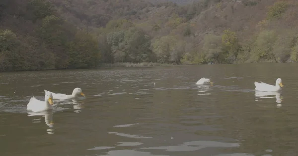 Wilde Schöne Enten Schwimmen See Natur Cineastische Foto Gedreht Der — Stockfoto