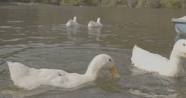 Patos Bonitos Selvagens Estão Nadando Natureza Lago Foto Cinematográfica Filmado — Fotografia de Stock