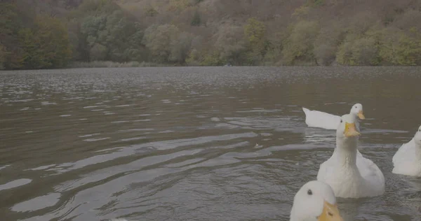 Patos Bonitos Selvagens Estão Nadando Natureza Lago Foto Cinematográfica Filmado — Fotografia de Stock