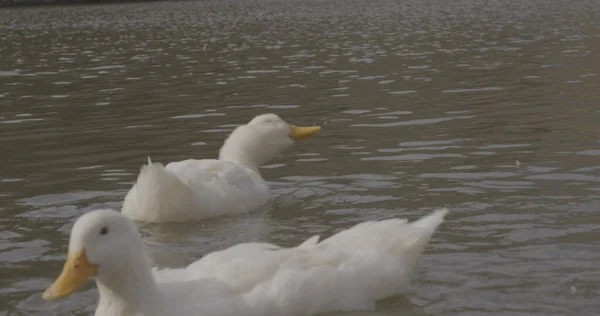 Patos Hermosos Salvajes Están Nadando Naturaleza Del Lago Fotografía Cinematográfica — Foto de Stock