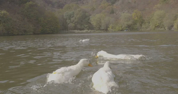 Patos Hermosos Salvajes Están Nadando Naturaleza Del Lago Fotografía Cinematográfica — Foto de Stock
