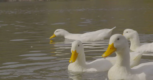 Wilde Schöne Enten Schwimmen See Natur Cineastische Foto Gedreht Der — Stockfoto