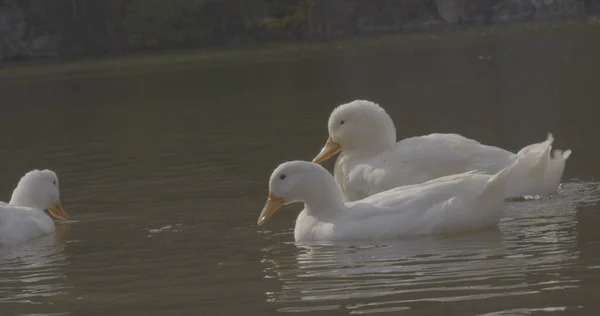 Patos Hermosos Salvajes Están Nadando Naturaleza Del Lago Fotografía Cinematográfica — Foto de Stock