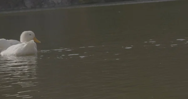 Wilde Schöne Enten Schwimmen See Natur Cineastische Foto Gedreht Der — Stockfoto