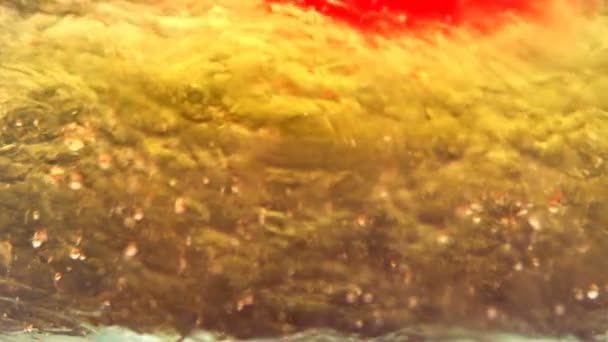 기름을 튀기는 매크로 꿀의우아 흐름을 배경으로 깨끗하게 소독을 클로즈업한 드래곤 — 비디오