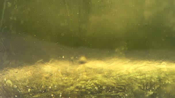 Płynny Żel Płynny Płyn Aqua Dip Makro Shoot Czysty Miód — Wideo stockowe