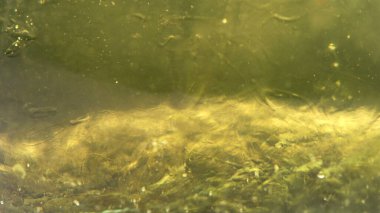 Jel akışkan su Macro 'yu batırır. Temiz bal akışı zarif fotoğraf arkaplanı. Yakın plan sabun dezenfeksiyonu. Jöle Sahnesi. Kızıl Ejder kamerasında çekim yap (yüksek kalite).