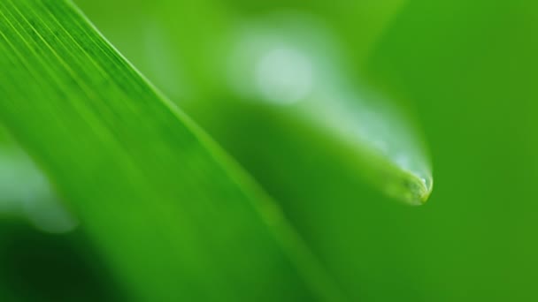 Water Drop Leaf Raindrops Leaves Macro Slow Motion Red Camera — Stock Video