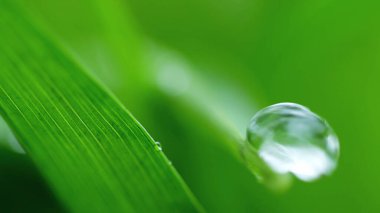 Yeşil Yaprağın üzerindeki çiy damlası