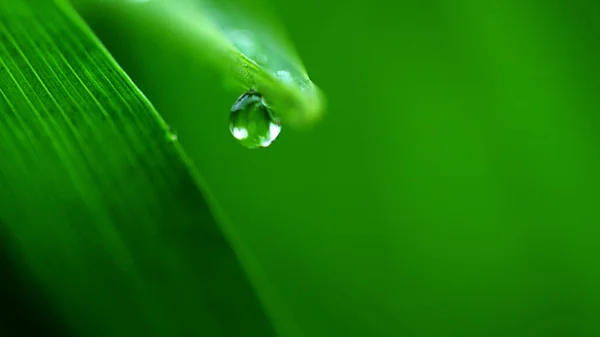 Goutte Rosée Sur Feuille Verte — Photo