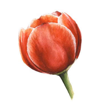 Suluboya el yuvarlak yapraklı kırmızı lale çizdi. Botanik sanatı beyaz, akvaryum klipsli sanata izole edilmiş.