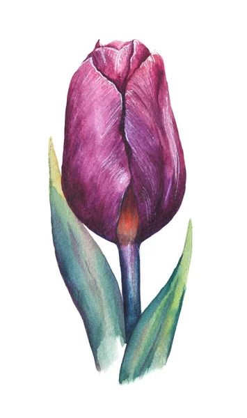Purple Watercolor Tulip Green Leaves White Background Hand Drawn Isolated — Stock Photo, Image