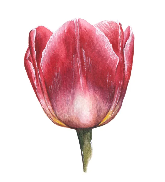Tulipe Aquarelle Rose Dessinée Main Sur Fond Blanc Élément Floral — Photo