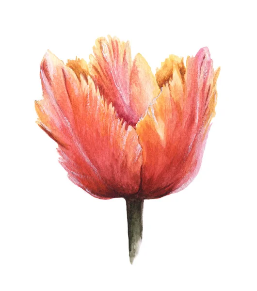 Isolated Pink Orange Watercolor Tulip White Background Hand Drawn Floral — Stock Photo, Image