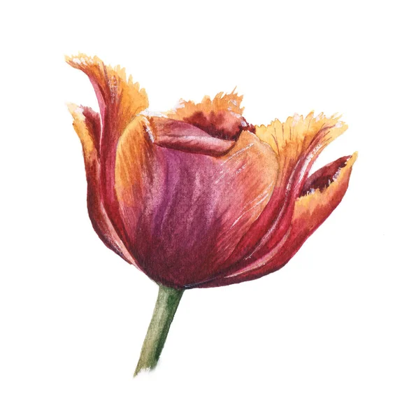 Hand Drawn Watercolor Open Orange Tulip Isolated White Background Botanical — Stock Photo, Image