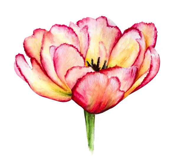 Isolated Pink Yellow Watercolor Tulip Petals Ragged Edges White Background — Stock Photo, Image
