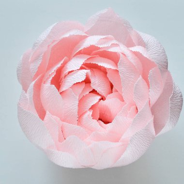 Makro pembe şakayık yaprağı